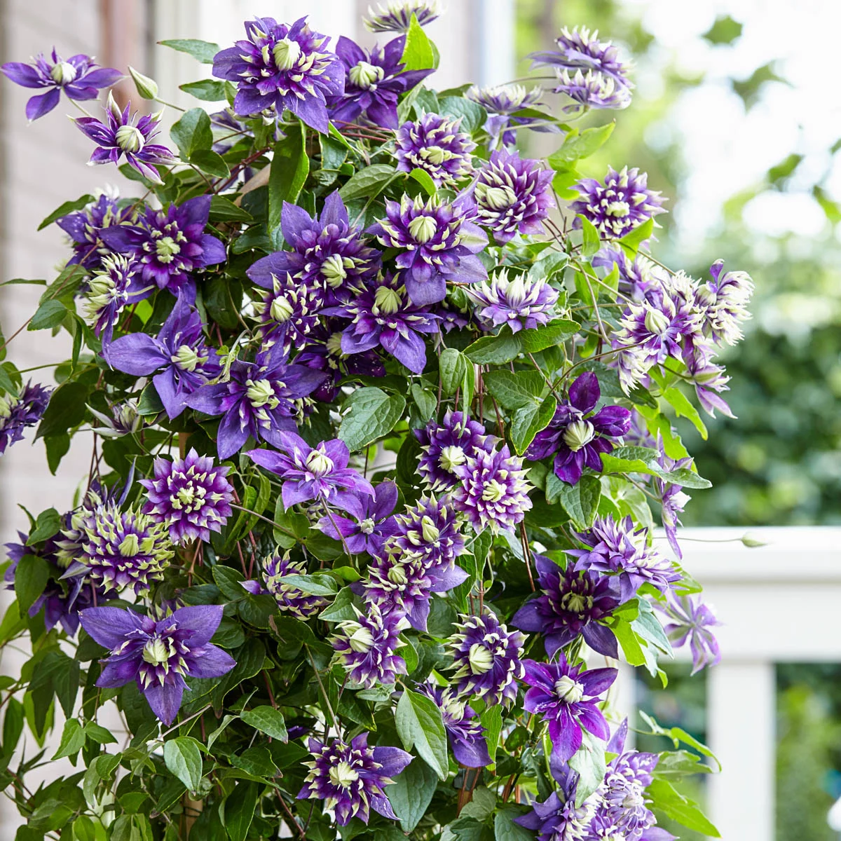 Taiga Clematis Perennial Vine Starter Plant grown in a 4 inch pot (1-Pack)