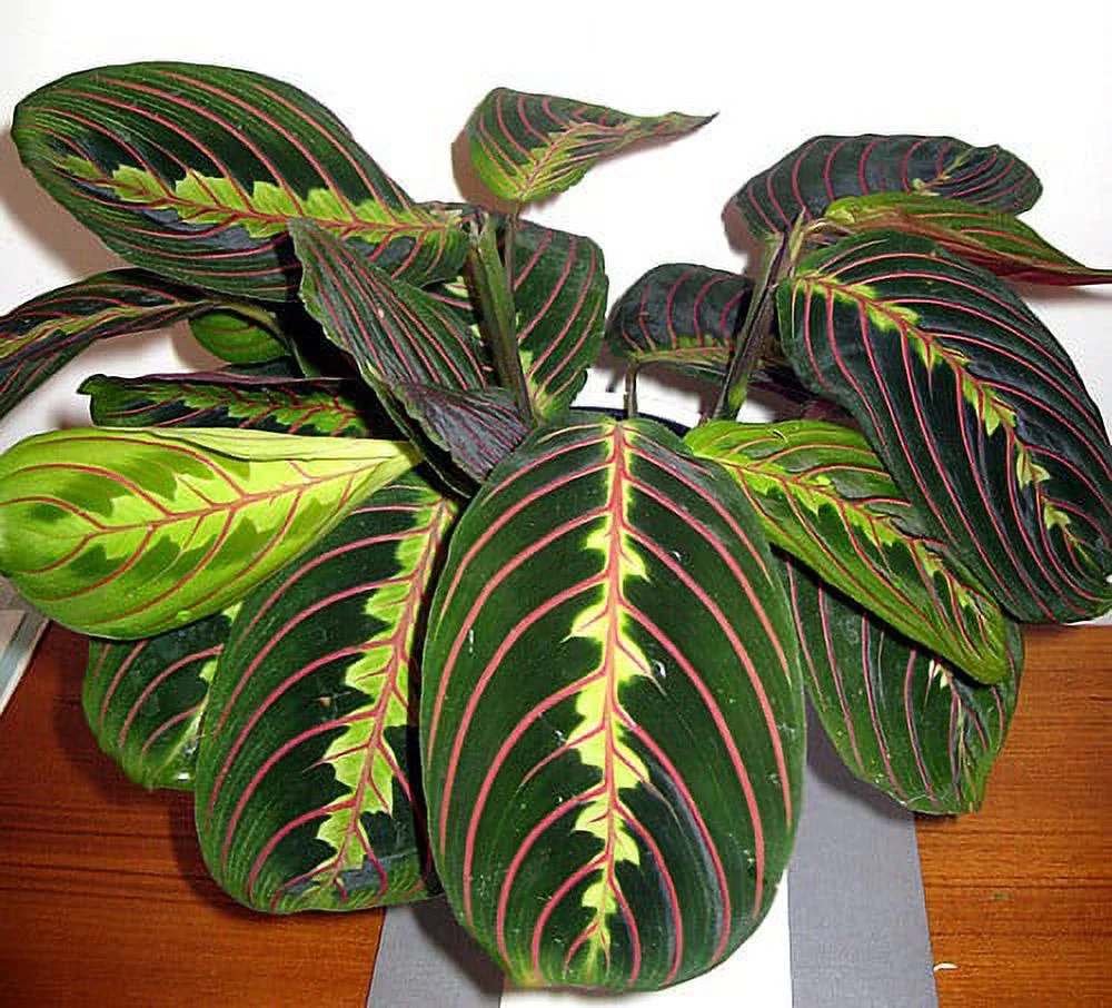 Red Prayer Plant - Maranta - Easy to Grow House Plant - 6