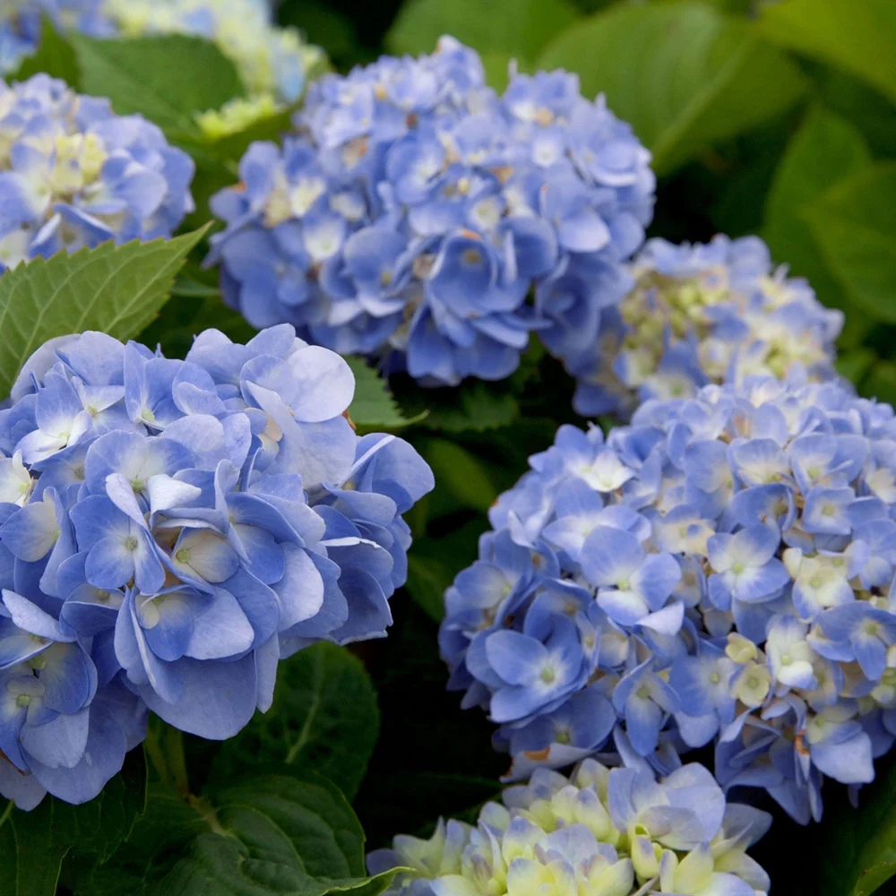 Dear Dolores Hydrangea (1 Gallon) Blooms Blue Mophead Blooms Spring into Fall