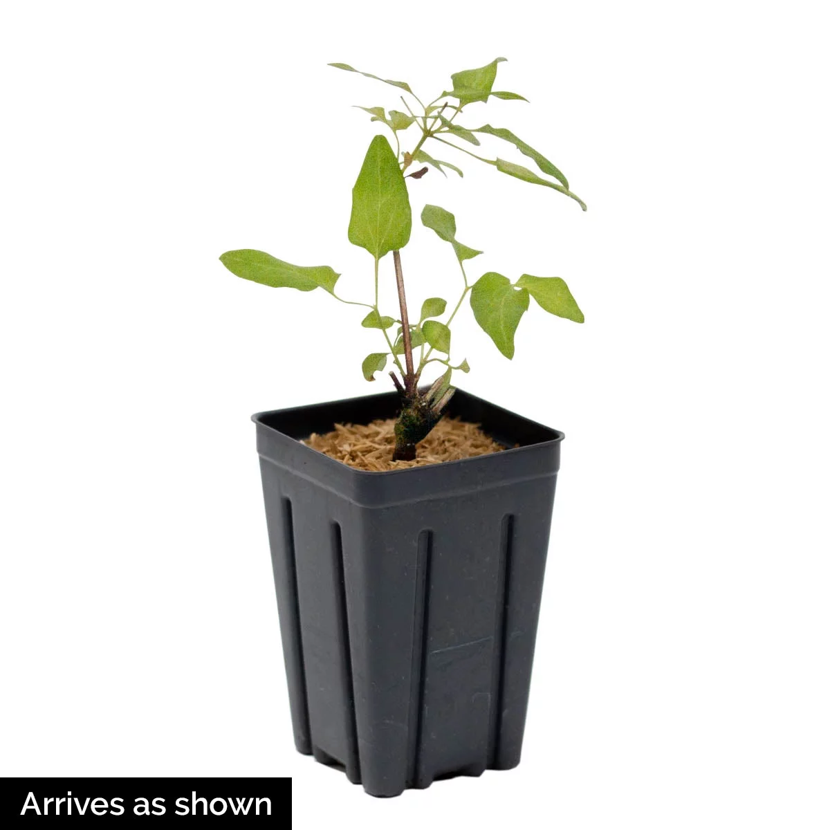 Taiga Clematis Perennial Vine Starter Plant grown in a 4 inch pot (1-Pack)