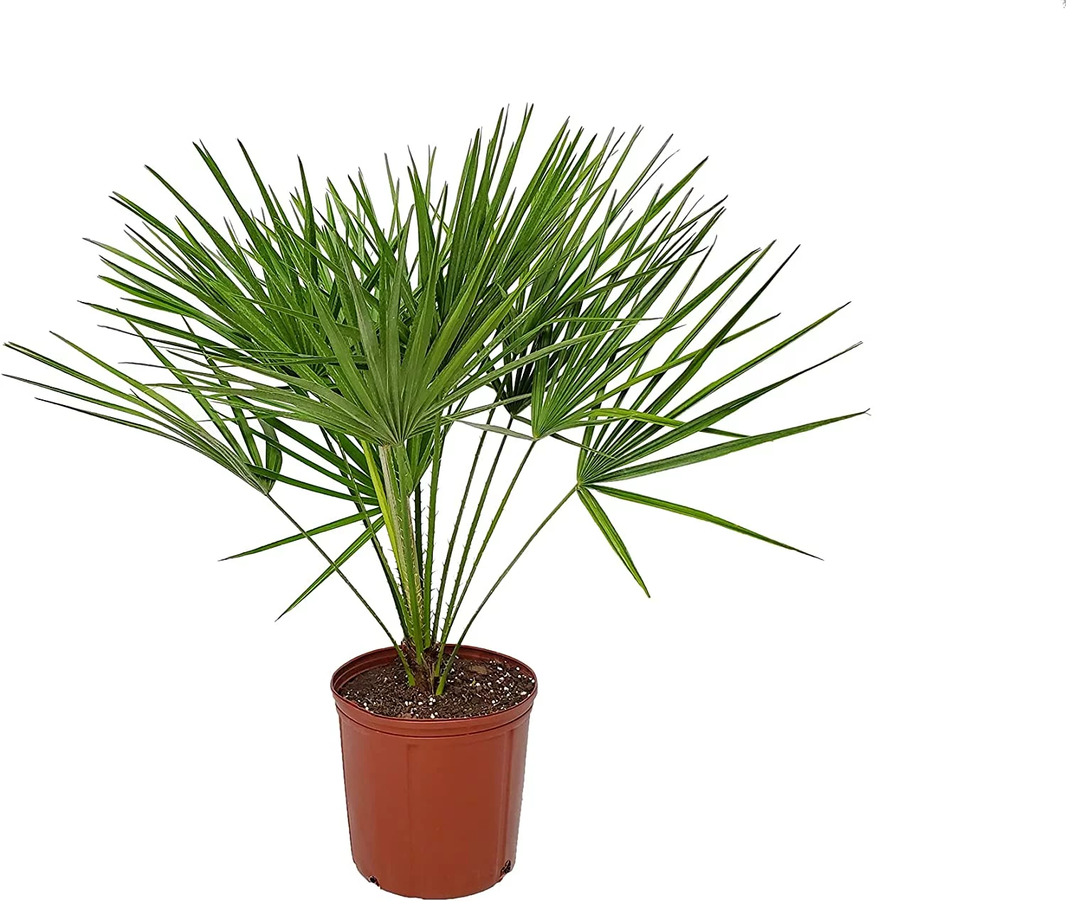 Tropical Plants of Florida 30