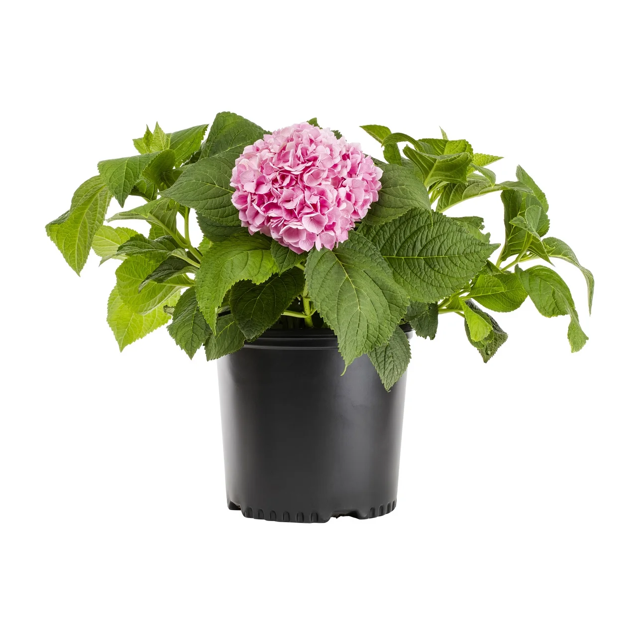Expert Gardener 2.5Gal Hydrangea Macrophylla Live Shrub Decorative Pot Sun