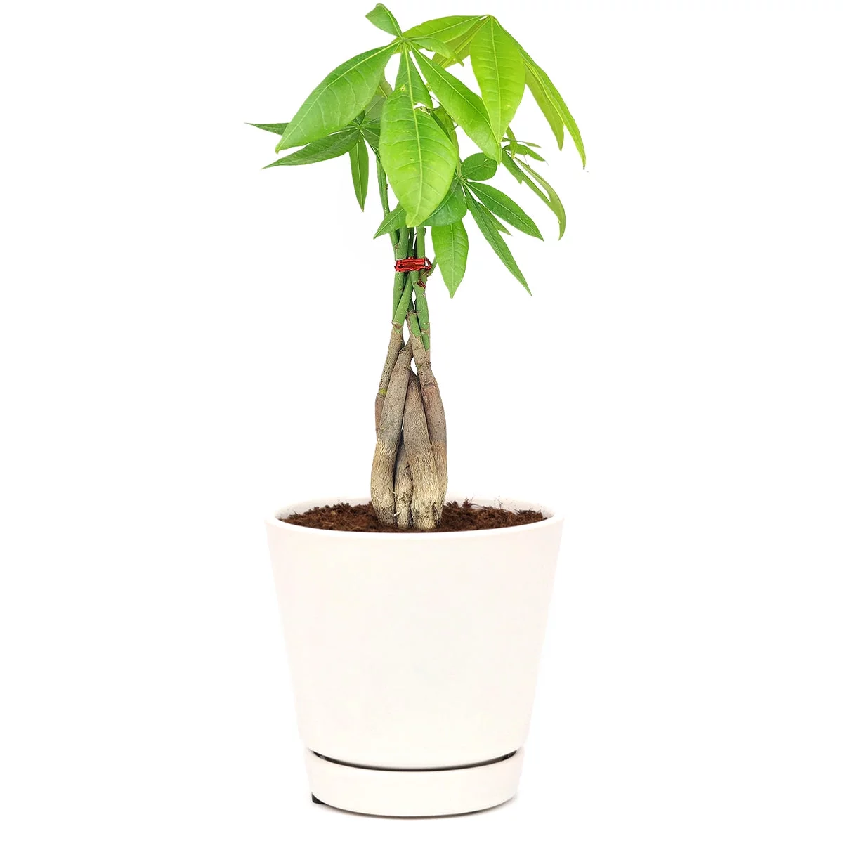 Braided Pachira Stump Money Tree (4