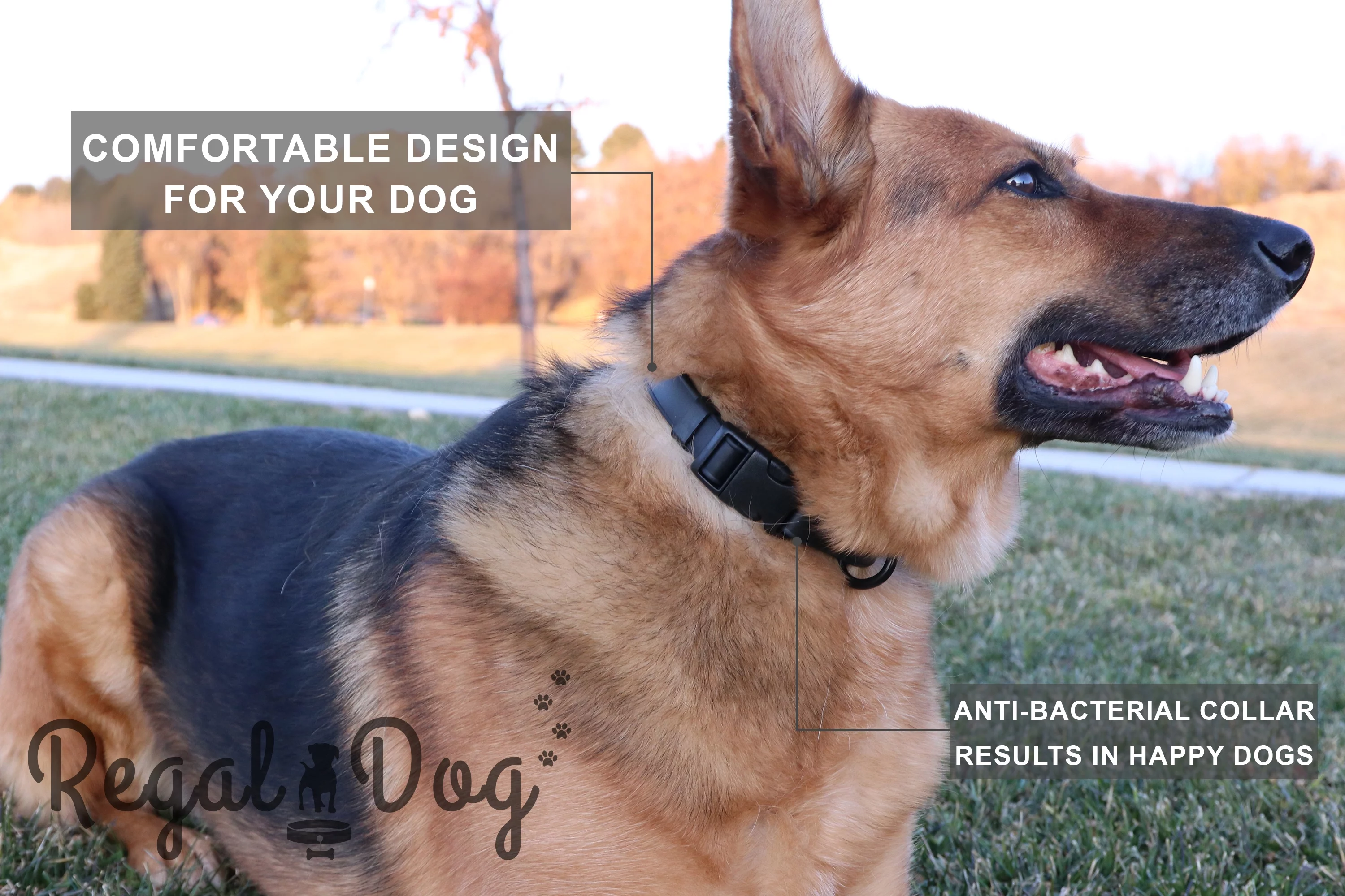 Regal Dog Products Custom Fit Dog Collar with High Strength Buckle & Heavy Duty D Ring