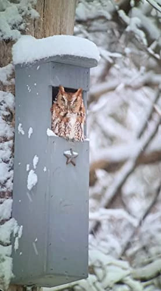 Screech Owl House - Nesting Box - Rectangular Opening