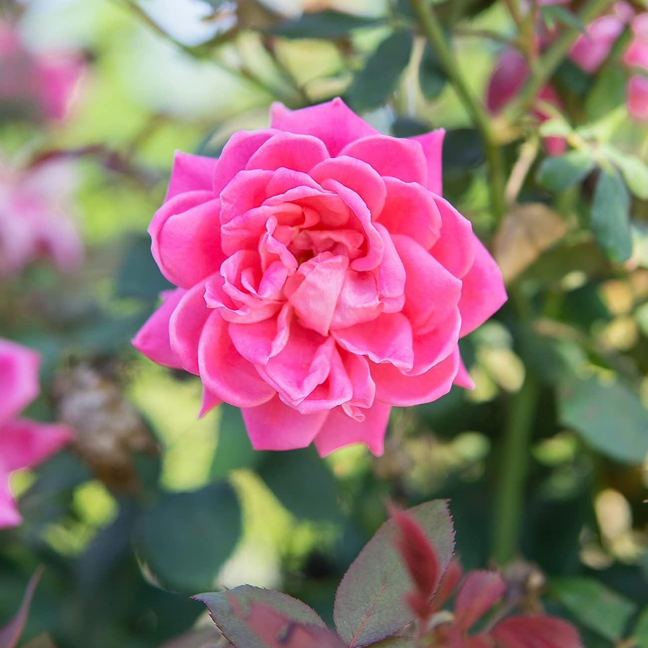 HYUN Double Pink Knock Out Rose Tree | Unique Topiary | Eye Catching Bright Pink Blooms