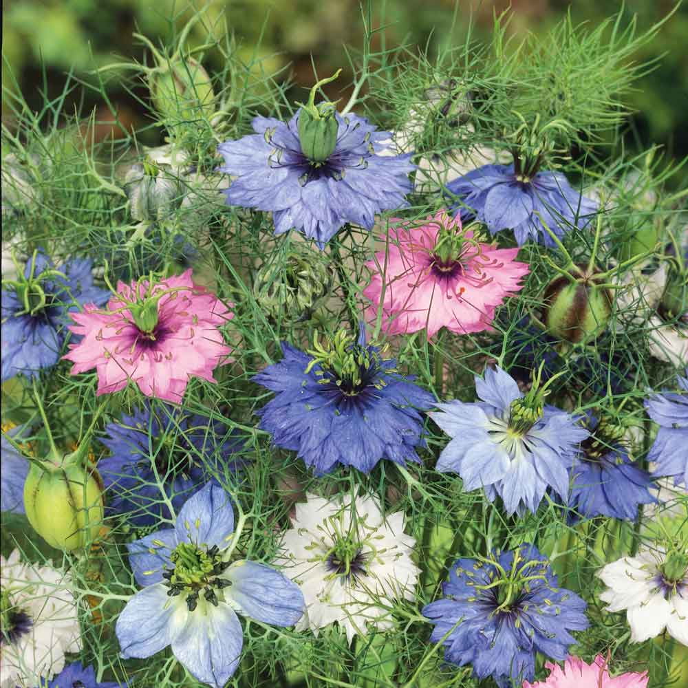 Love in a Mist Seeds - Mixed Colors - 1/4 Pound - Purple/Pink/White Flower Seeds,  Heirloom Seed  Attracts Bees, Attracts Butterflies, Attracts Pollinators, Easy to Grow & Maintain, Container Garden