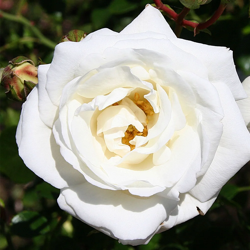 Heirloom Roses Rose Bush - White Dawn® Climbing Roses , Live Rose Plant For Outdoor Planting