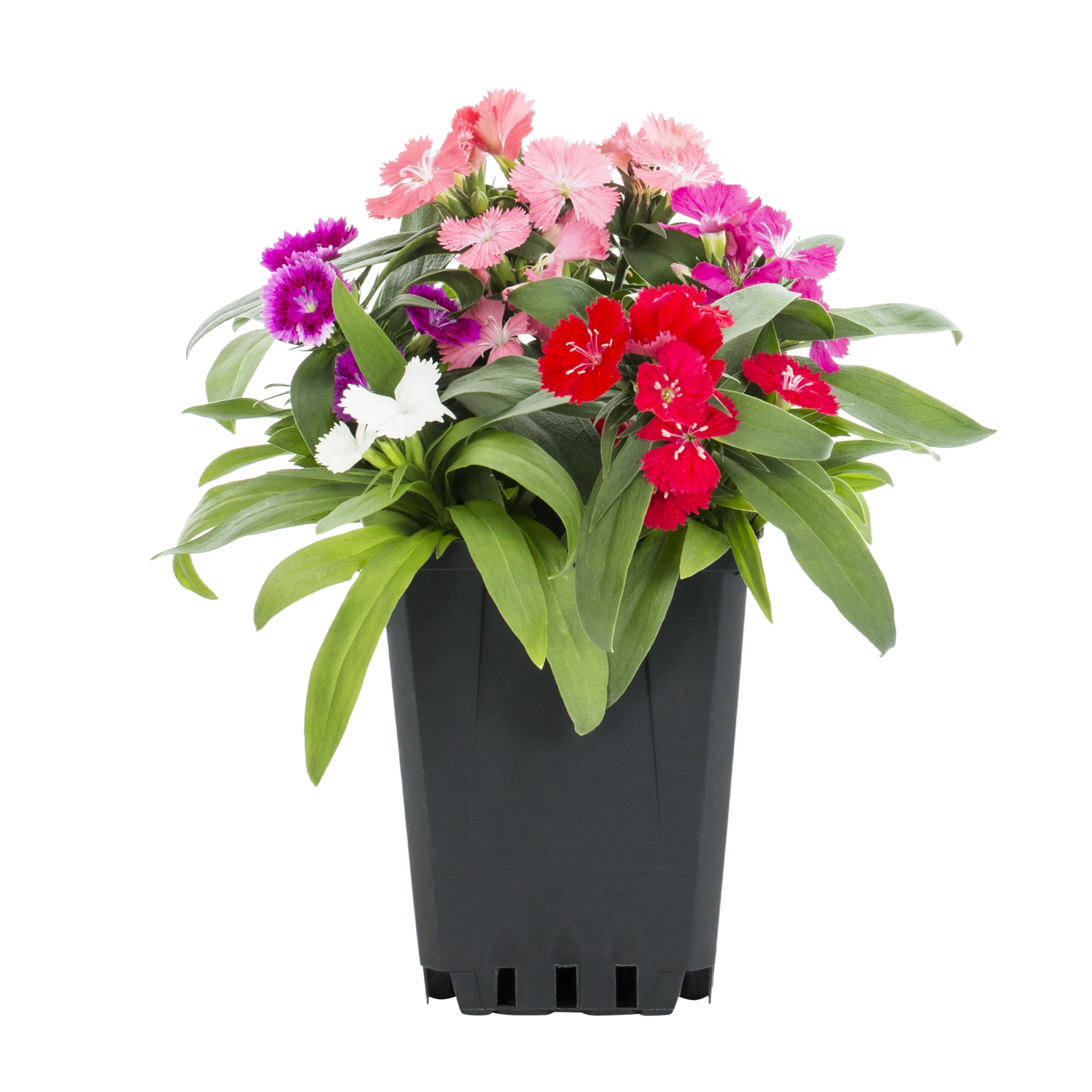 Expert Gardener PT Multicolor Dianthus Live Plant Grower Pot Sun