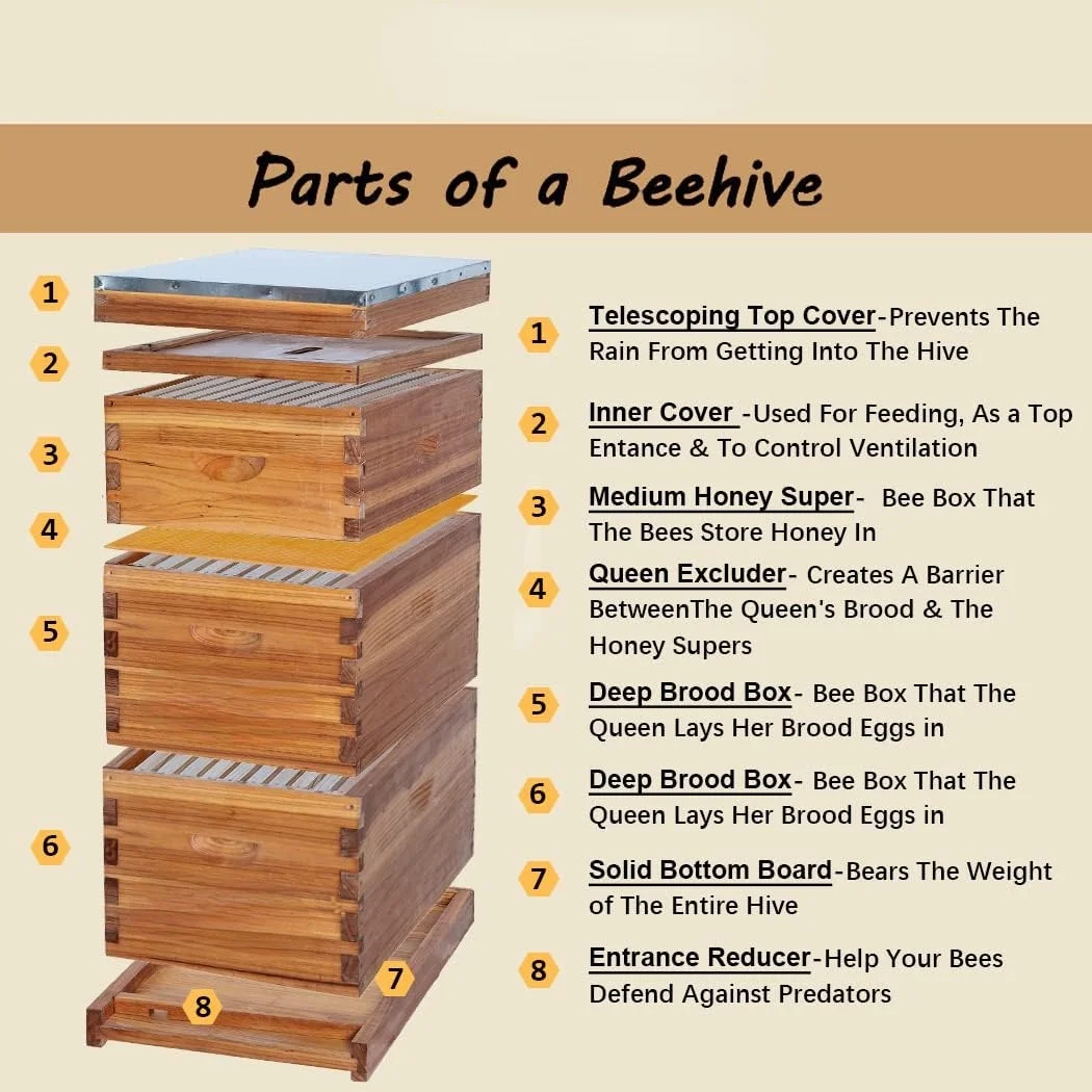 10 Frame Langstroth Bee Hive Coated with 100% Beeswax Includes Beehive Frames and Waxed Foundations (2 Deep Boxes & 1 Medium Box)