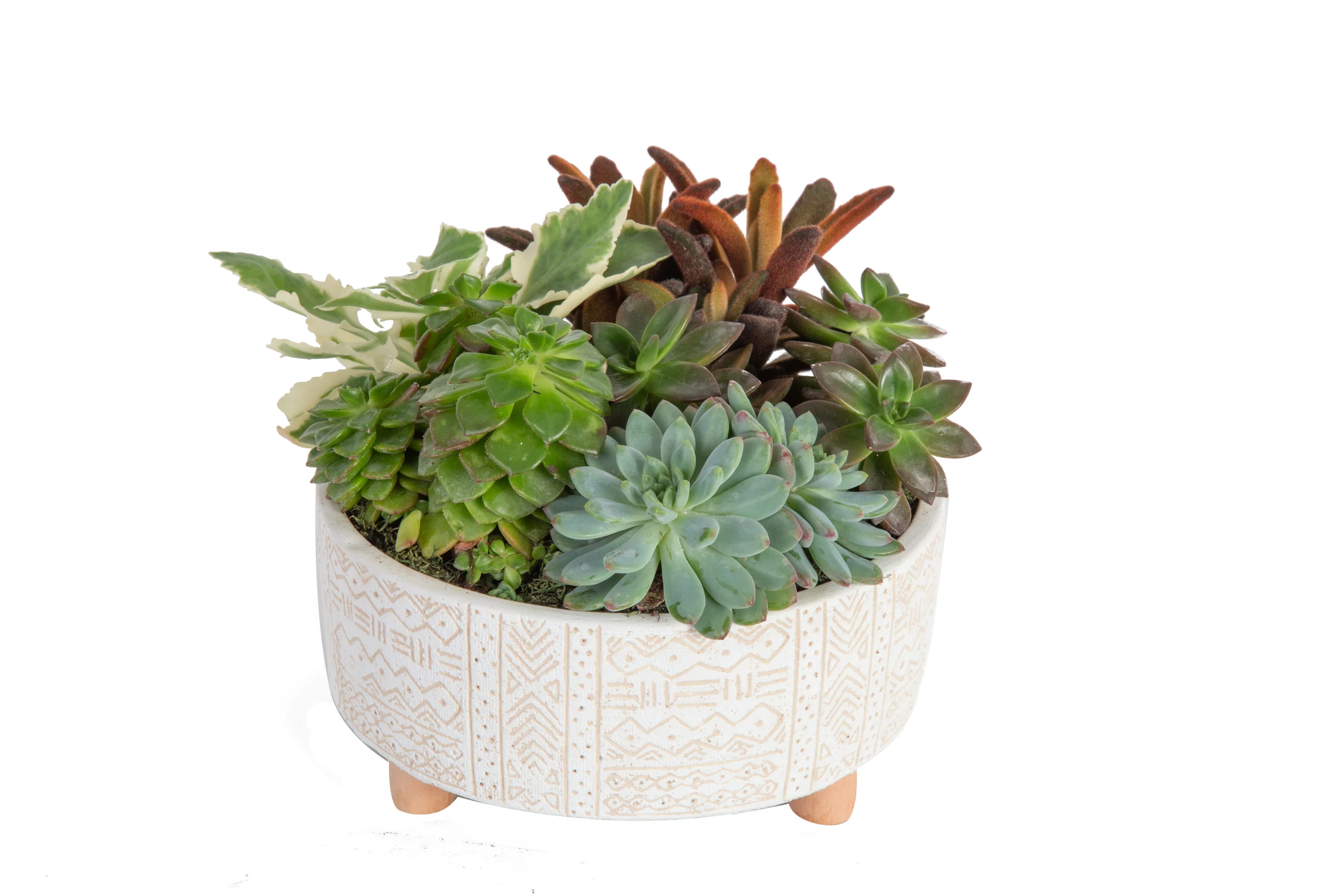 Desert Escape Live Indoor 20in. Tall Assorted Succulent Garden; Bright, Direct Sunlight Plant in 8in. Ceramic Planter