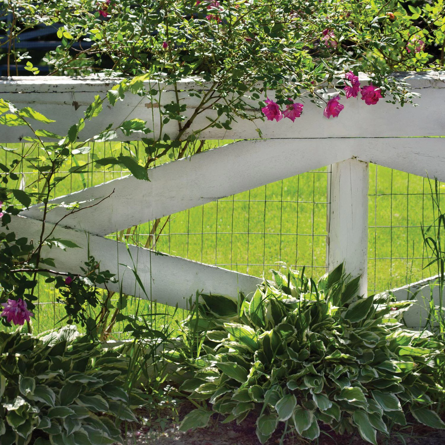 YARDGARD Welded Wire Economy Fence with 2 x 3 Inch Mesh, 3 x 50 Foot