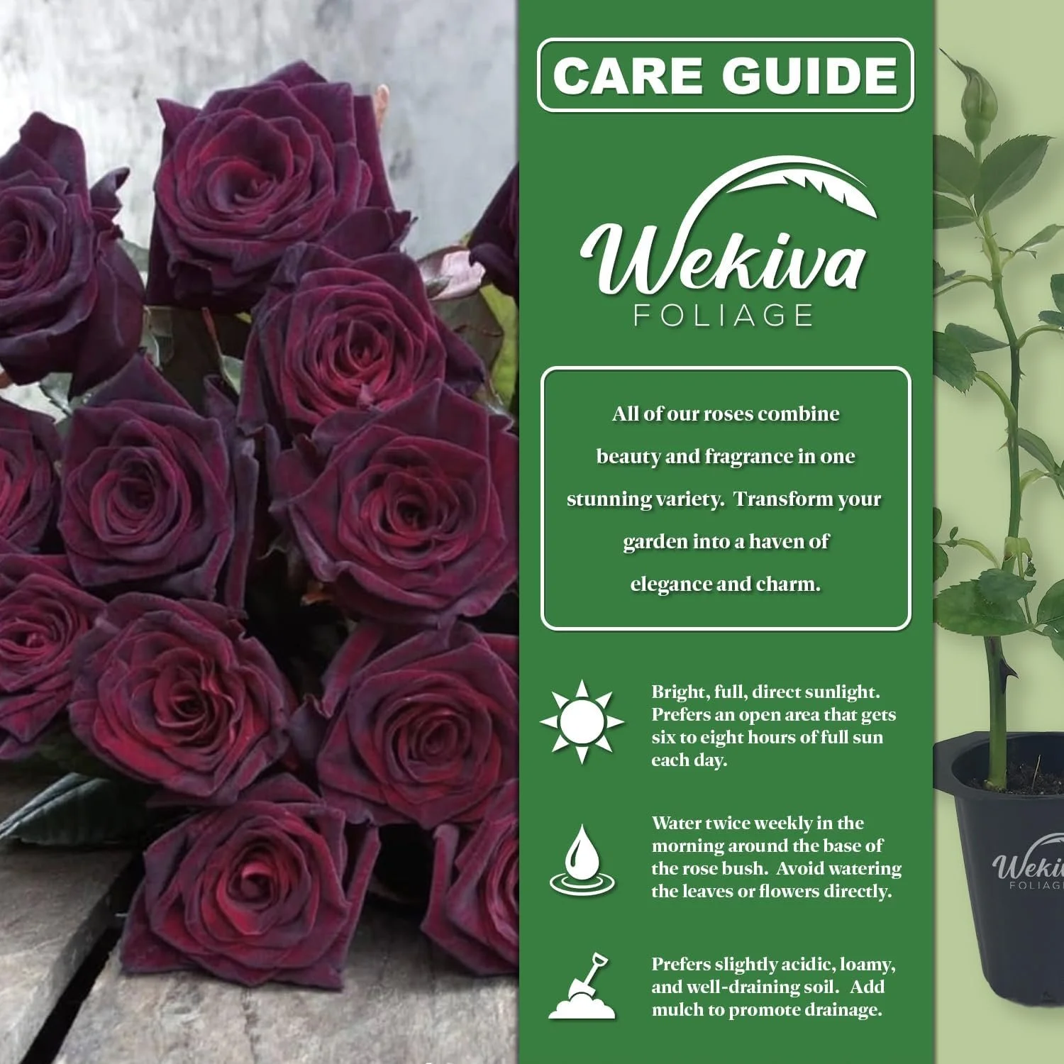 Baccara Rose Bush - 2 Live Starter Plants in 2 Inch Pots - Beautifully Fragrant Heirloom Rose from Florida - A Versatile Beauty with a Rich Fragrance