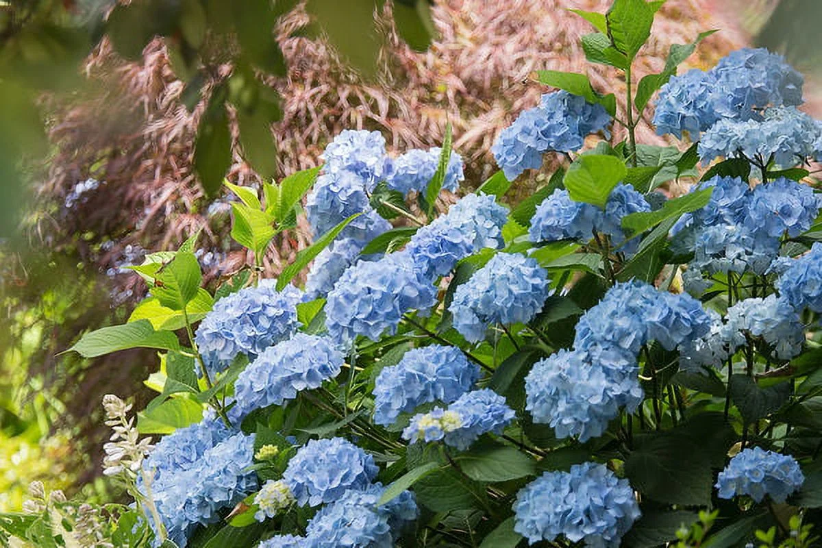Endlesssummer Hydran 1g Hydrangea Es Live Plant