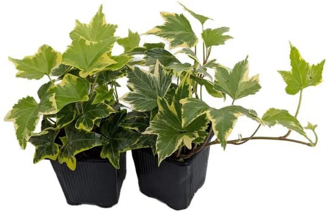 Gold Child English Ivy -2 Pack 3