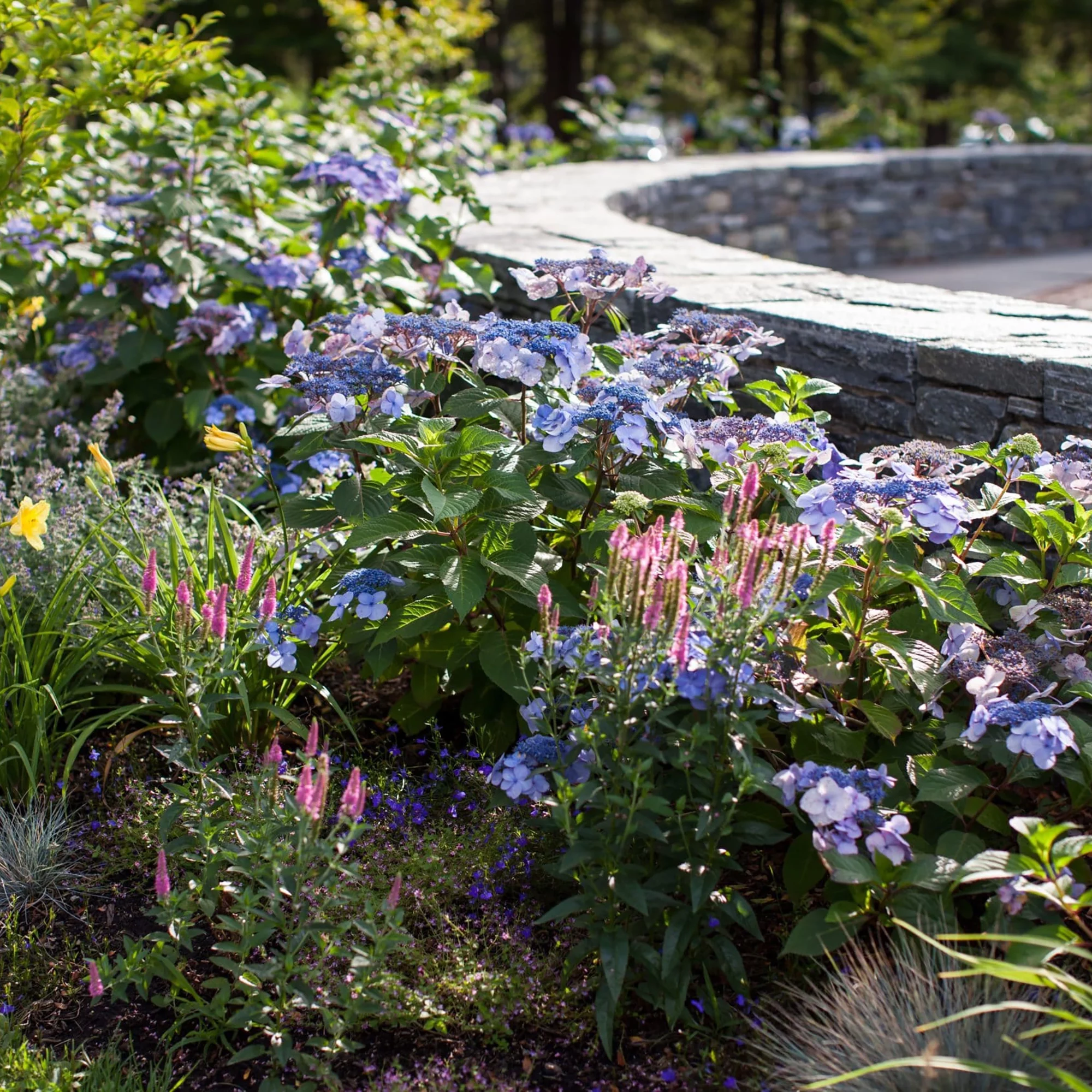 Endless Summer Twist-n-Shout Hydrangea Live Shrub (2 Gallon)