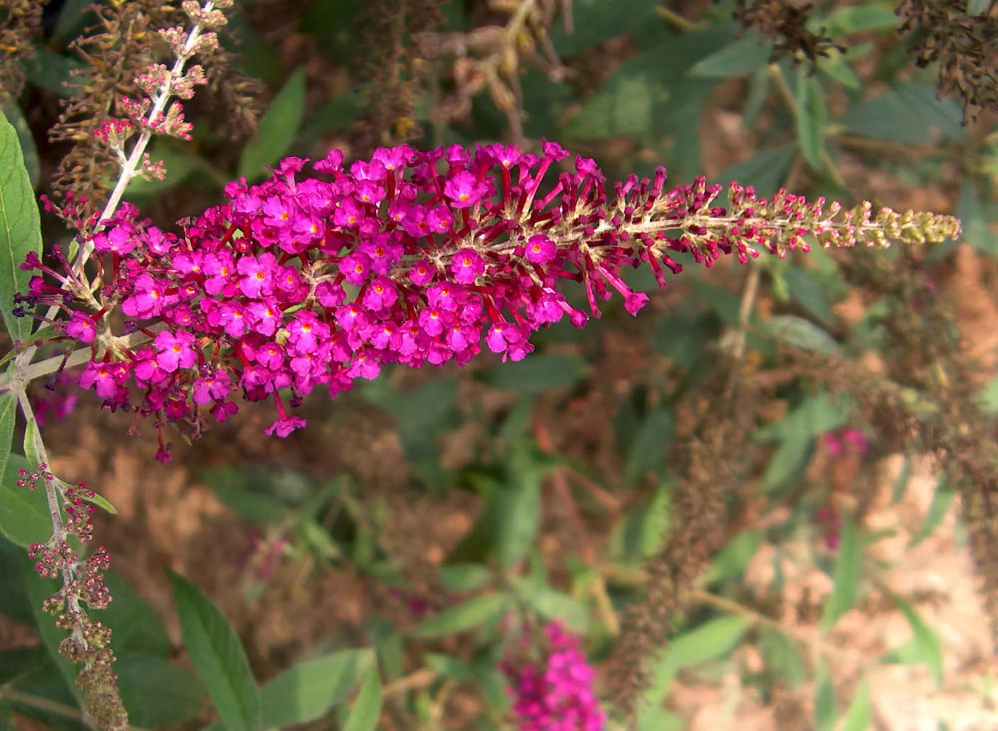 Attraction Butterfly Bush - Gallon Pot - Buddleia