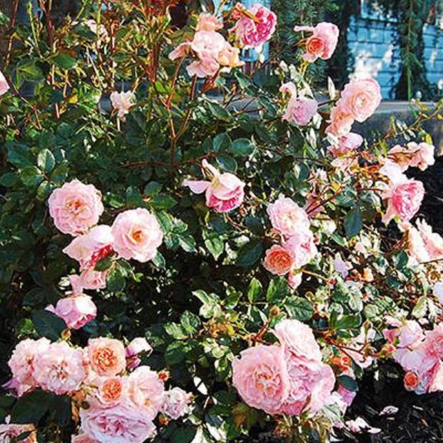 Apricot Drift Rose (1 Gallon) Low-Growing Deciduous Flowering Shrub - Full Sun Live Outdoor Plant