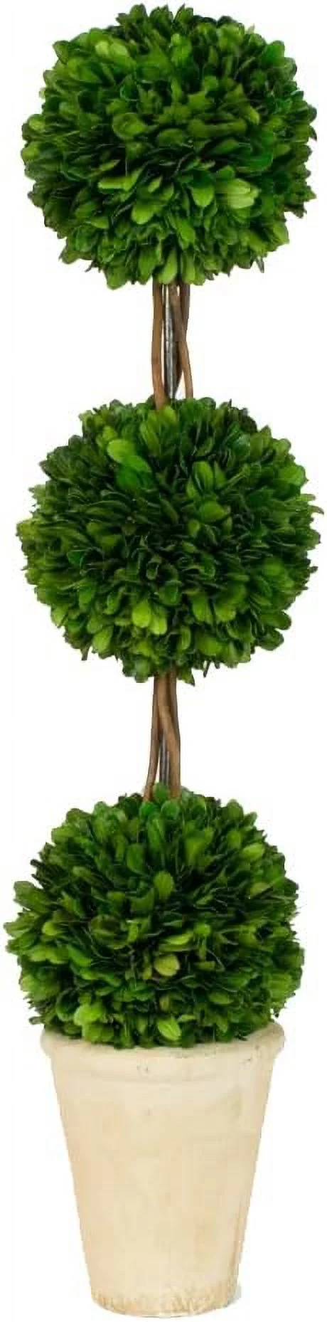 Real Natural Preserved Boxwood Triple Topiary W/Decorative