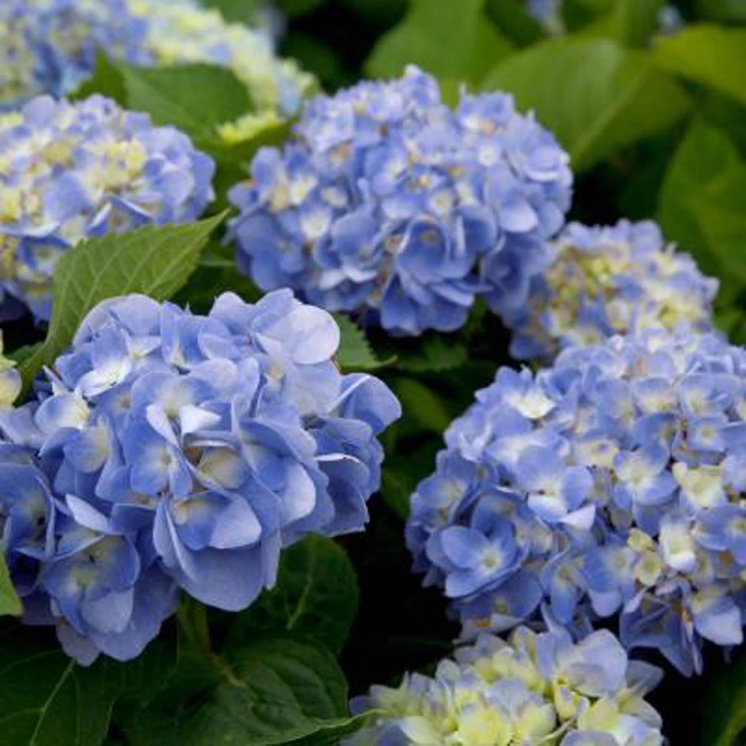 Dear Dolores Hydrangea (2 Gallon) Flowering Deciduous Shrub with Pink or Blue Blooms