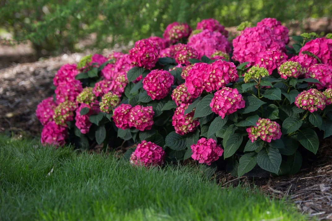 Endless Summer 1G Hydrangea Summer Crush Live Shrubs Full Sun Red