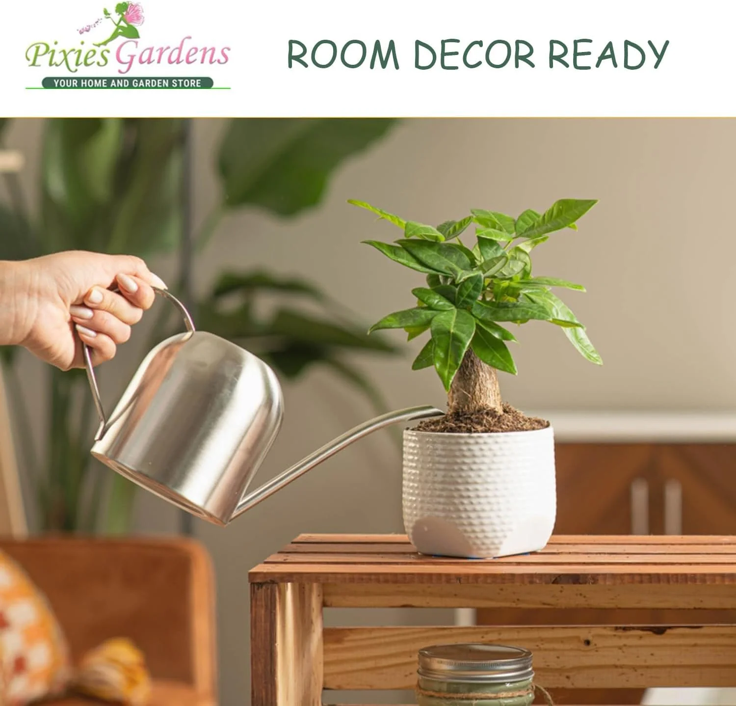 Pixies Gardens Catawba Grape Vine Shrub 2 Gallon