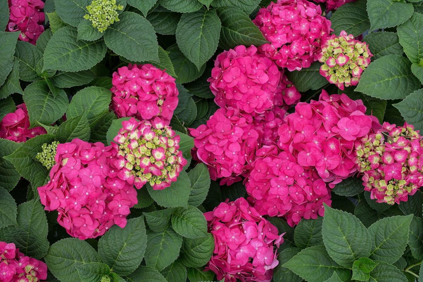Endless Summer 3G Hydrangea Summer Crush Patio Live Plants Part Shade Red