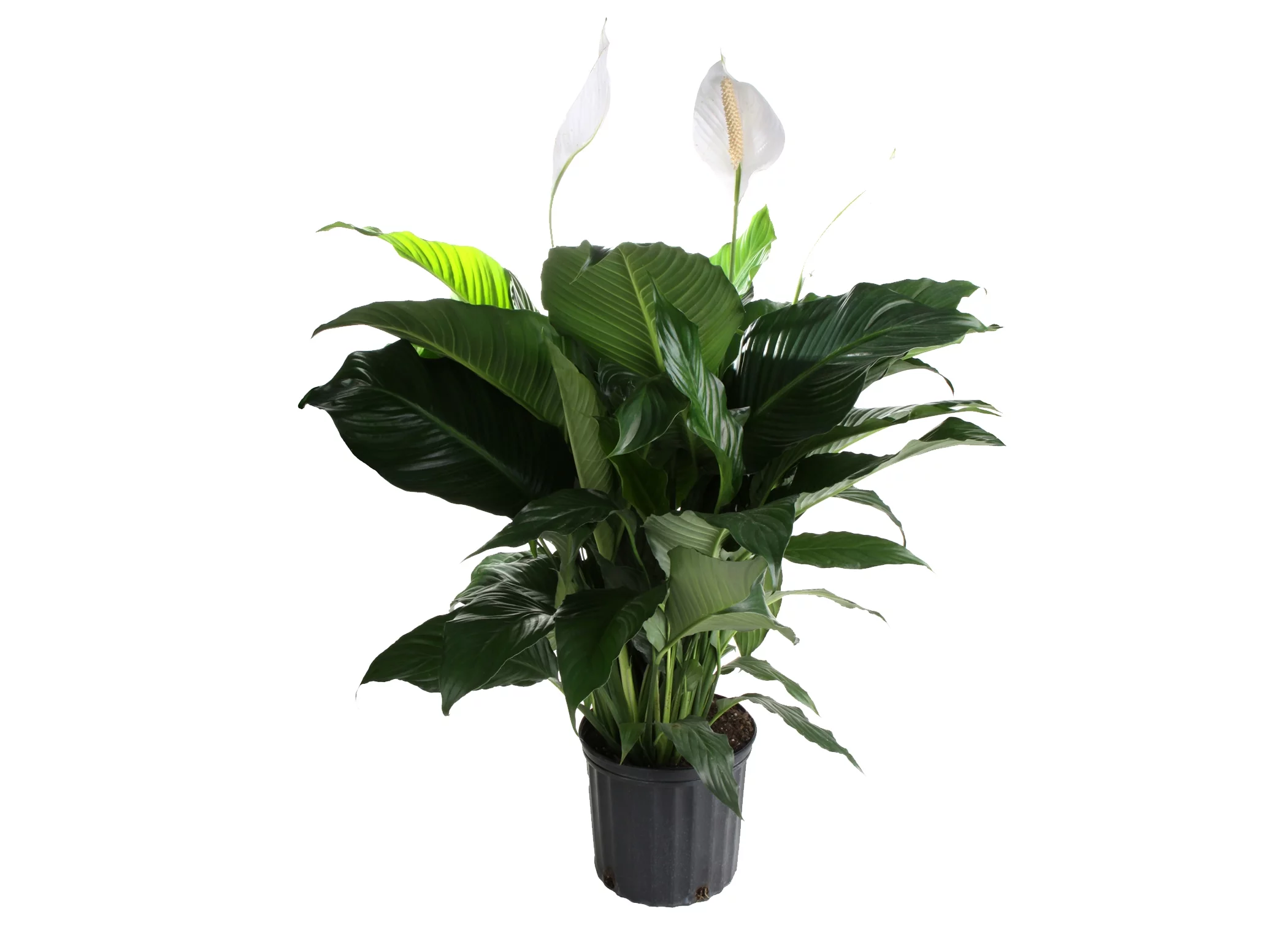 Plants with Benefits Live Indoor Green Peace Lily Plant in 10in. Pot