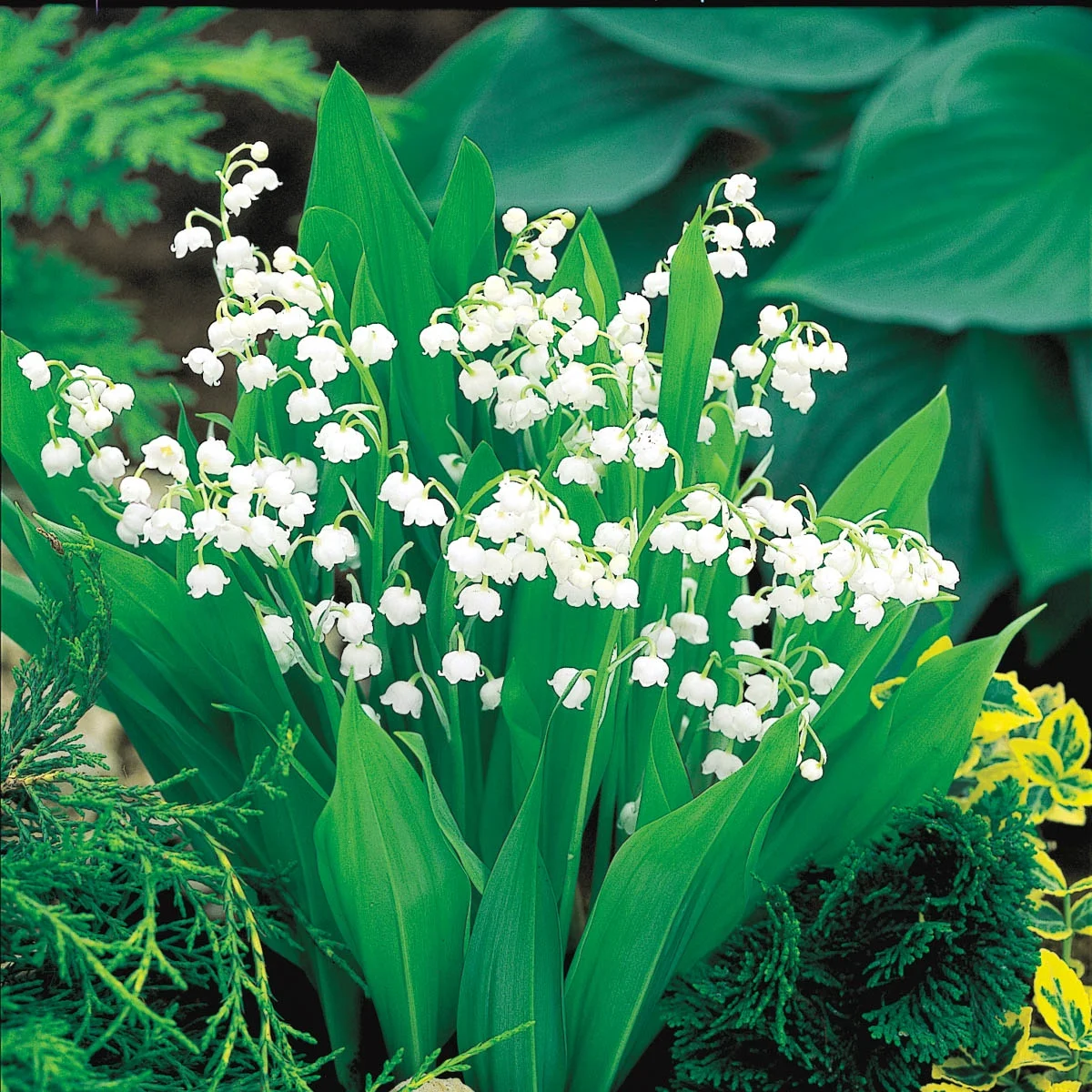 White Flowering Lily of the Valley Dormant Bare Root Groundcover Perennial Plants, 6-Pack