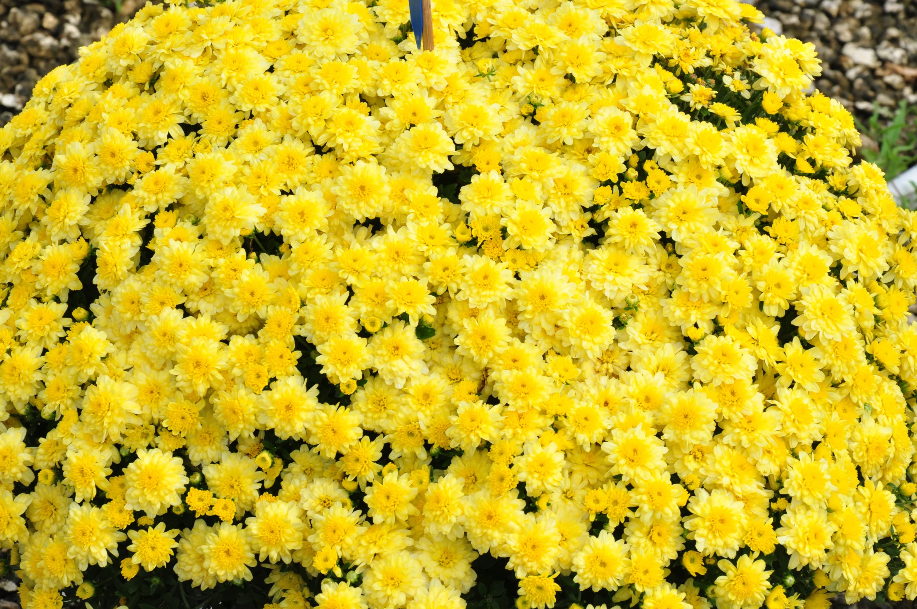 11in. Tall Yellow Mums; Bright, Direct Sunlight Plant in 4in. Gift Wrap, 4-Pack