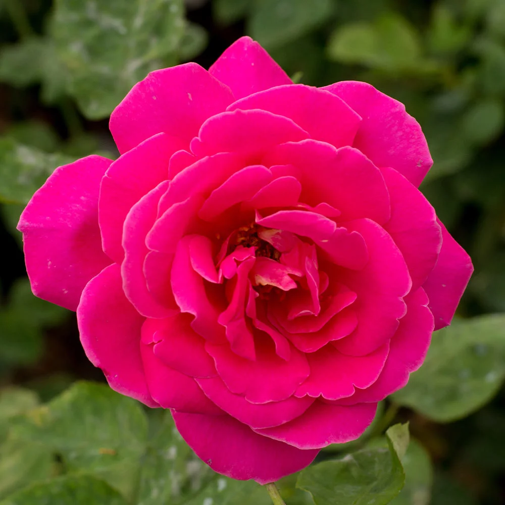 Pink Peace Hybrid Tea Rose by Heirloom Roses - Live Rose Plant
