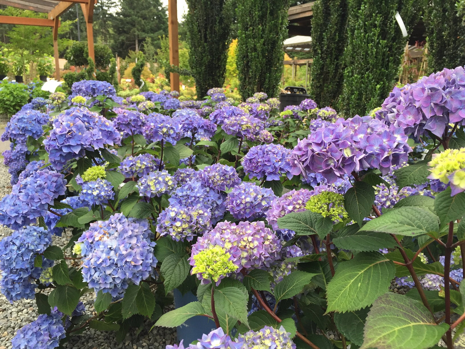 Endless Summer 3G Hydrangea Bloomstruck Flowering Live Plants Full Sun Purple