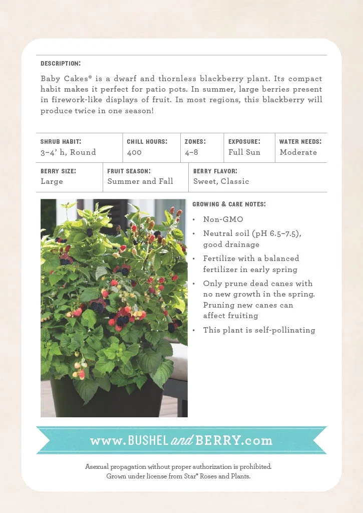 5.5 in Bushel and Berry® Baby Cakes® Blackberry Live Shrub with Full Sun-1 Piece