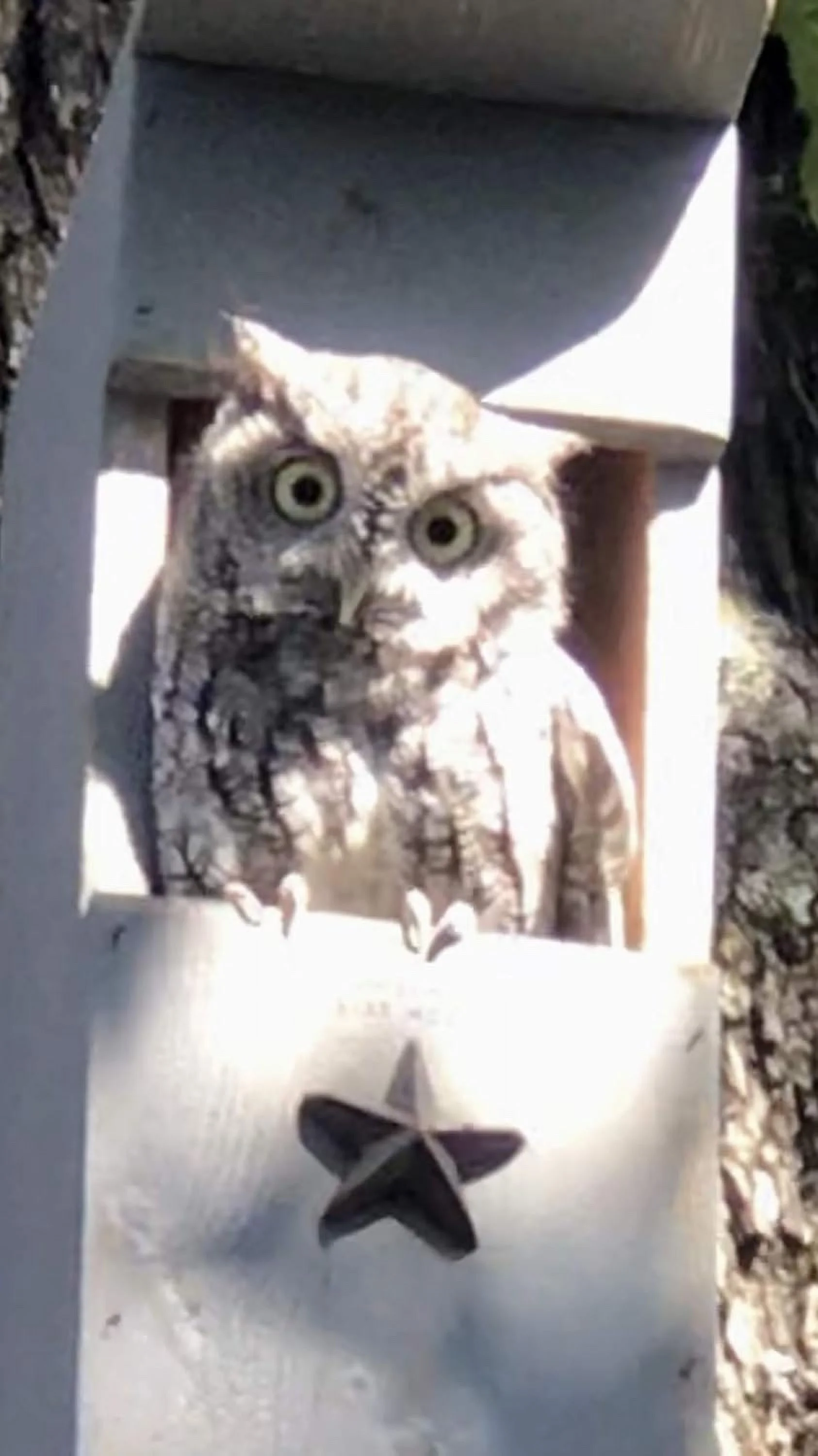 Screech Owl House - Nesting Box