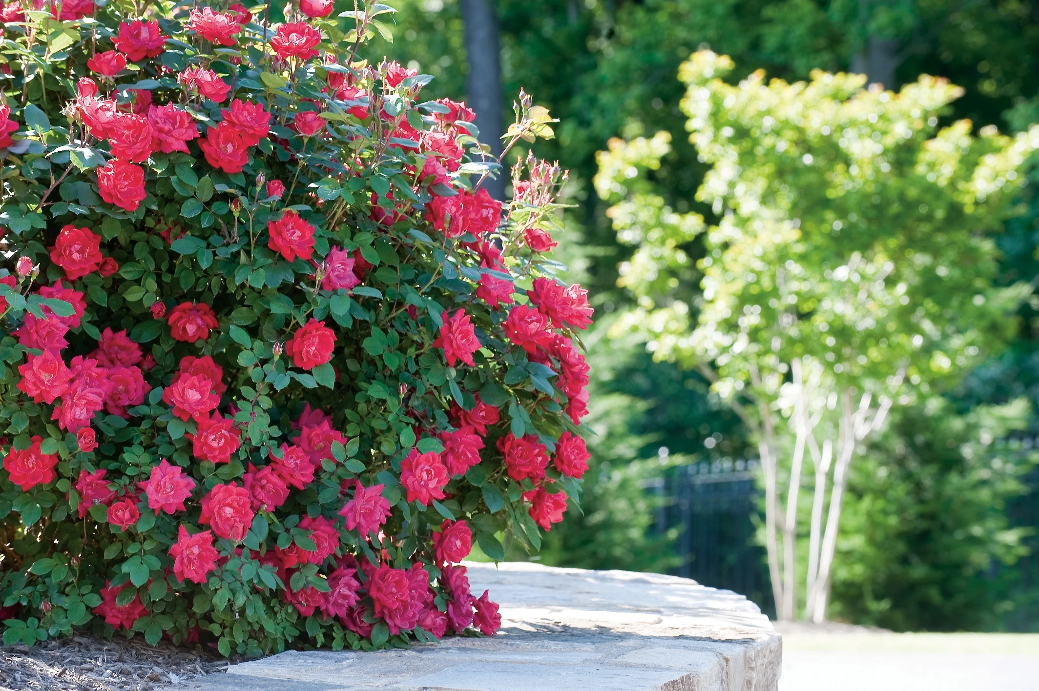 Knock Out 2 gal Rose Double Red Live Shrubs