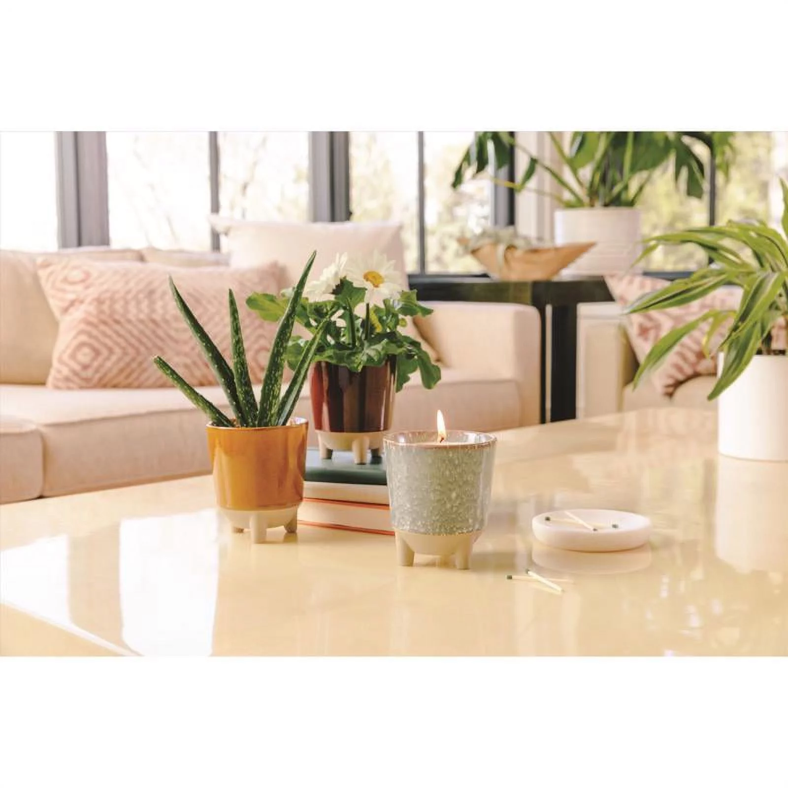 7006067 GROW KIT ALL SEASON Modern Sprout Succulent Grow Kit (Pack of 1)