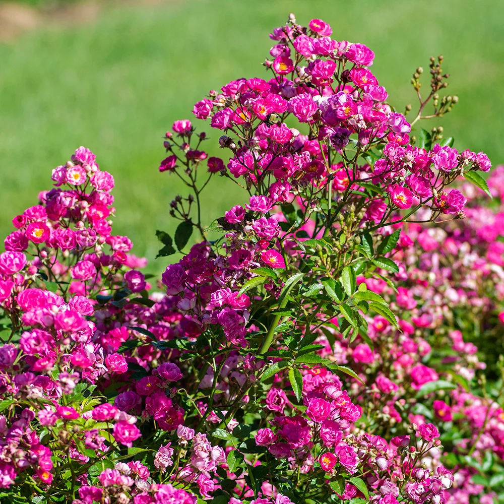 Heirloom Roses - Pretty Polly® Pink Shrub Rose Plant - Pink Rose Flowers