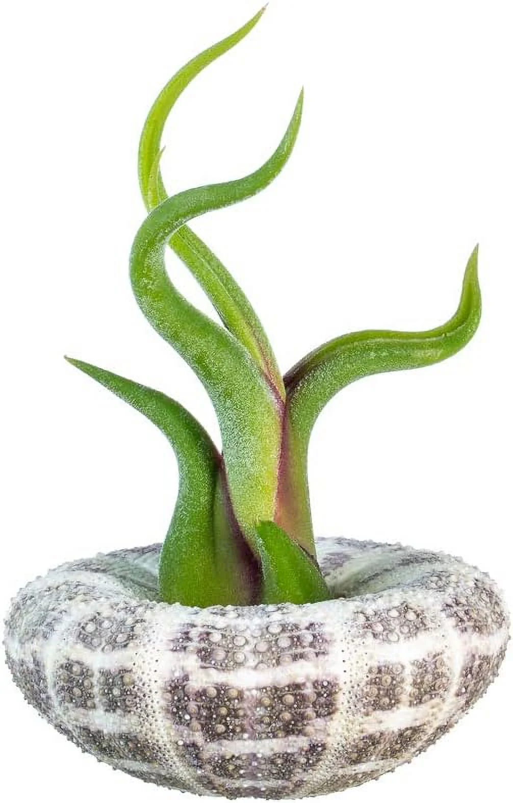Urchin Air Plant Set | Large Alfonso Sea Urchin And Caput Tillandsia Gift Set (1 Pack)