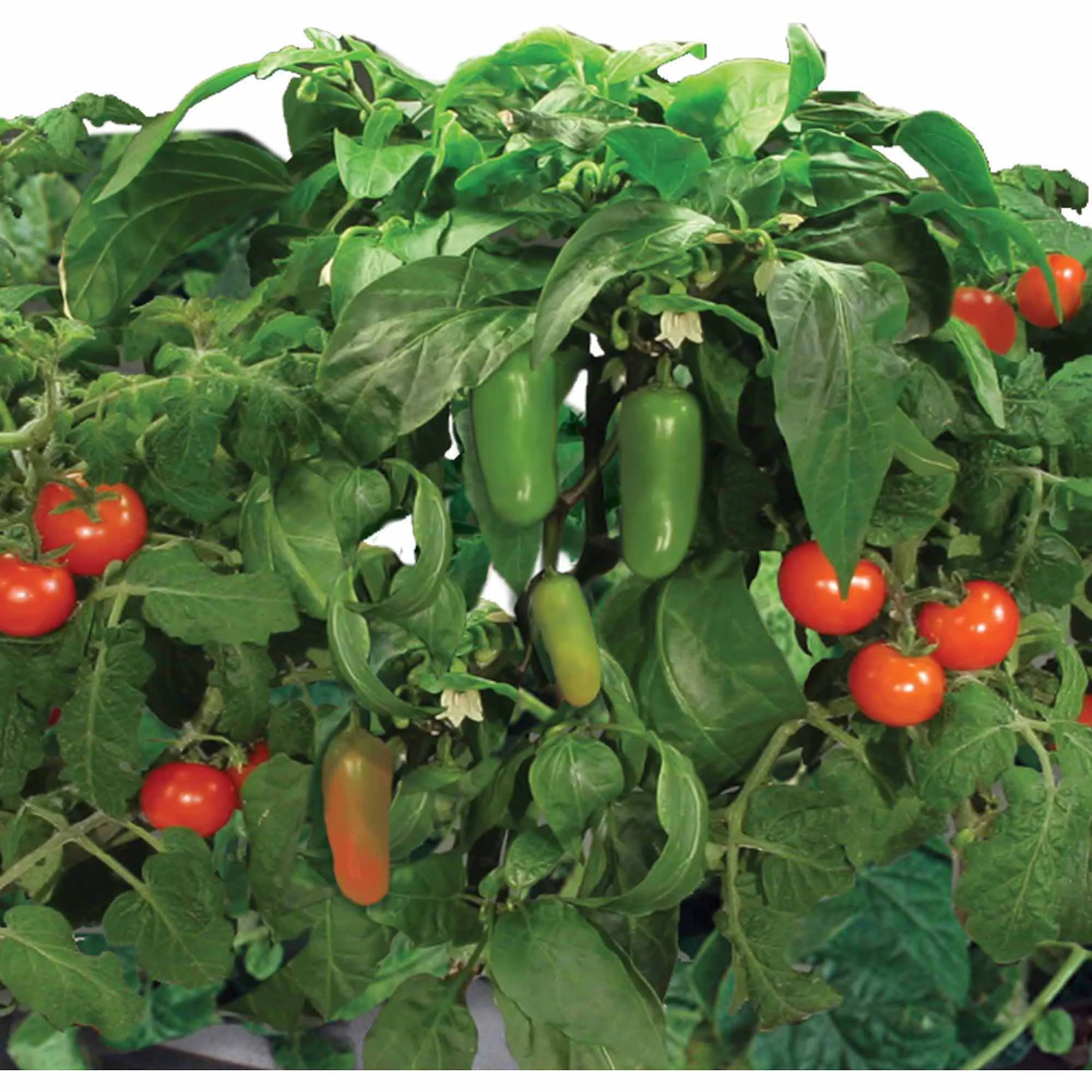 AeroGarden Salsa Garden Seed Pod Kit,