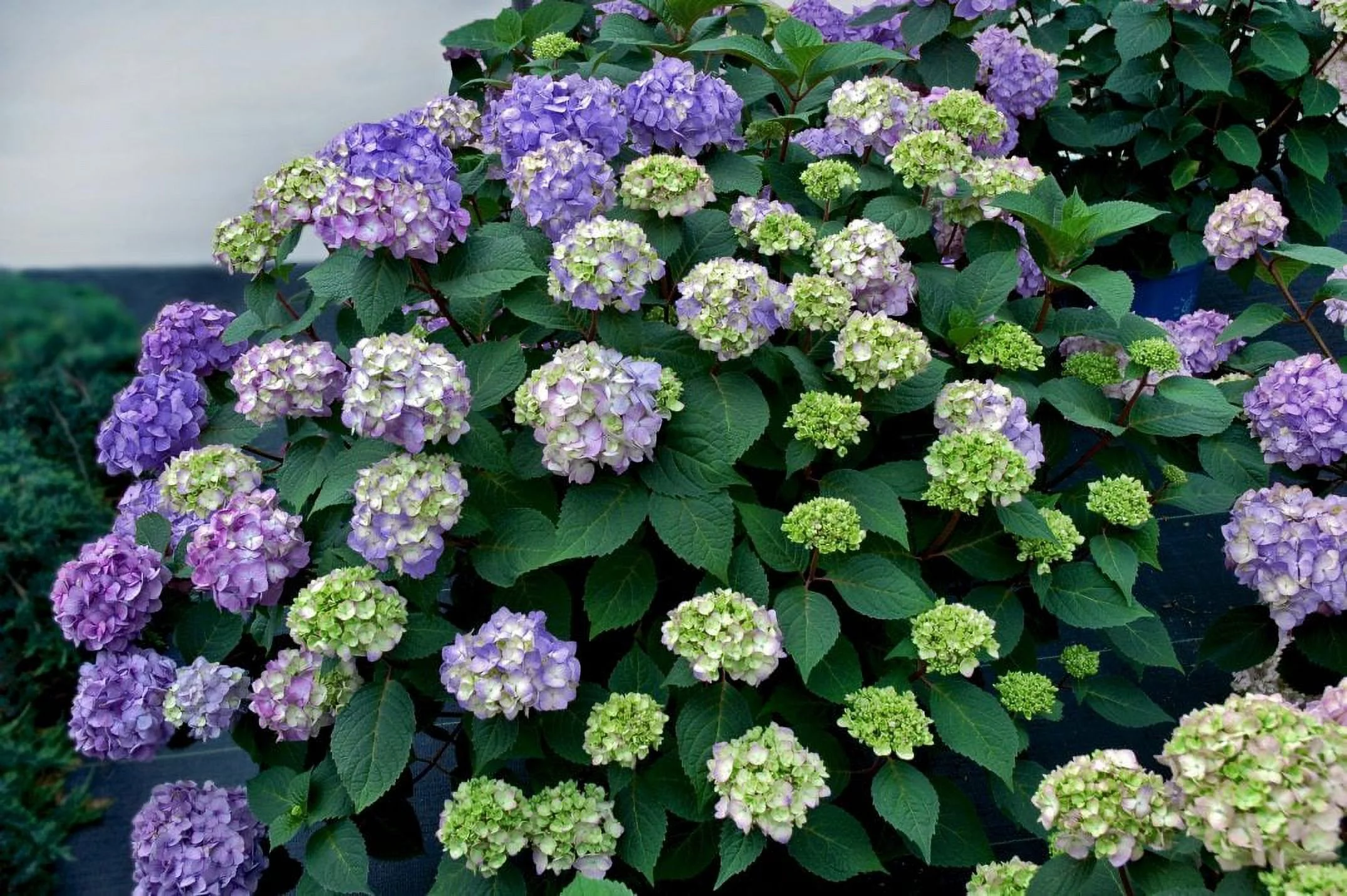 Endless Summer 3G Hydrangea Bloomstruck Flowering Live Plants Full Sun Purple