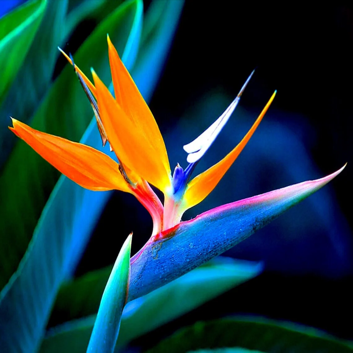 ORANGE BIRD of PARADISE SEEDS (Strelitzia reginae) Tropical Crane Flower Plant, 5 Seeds