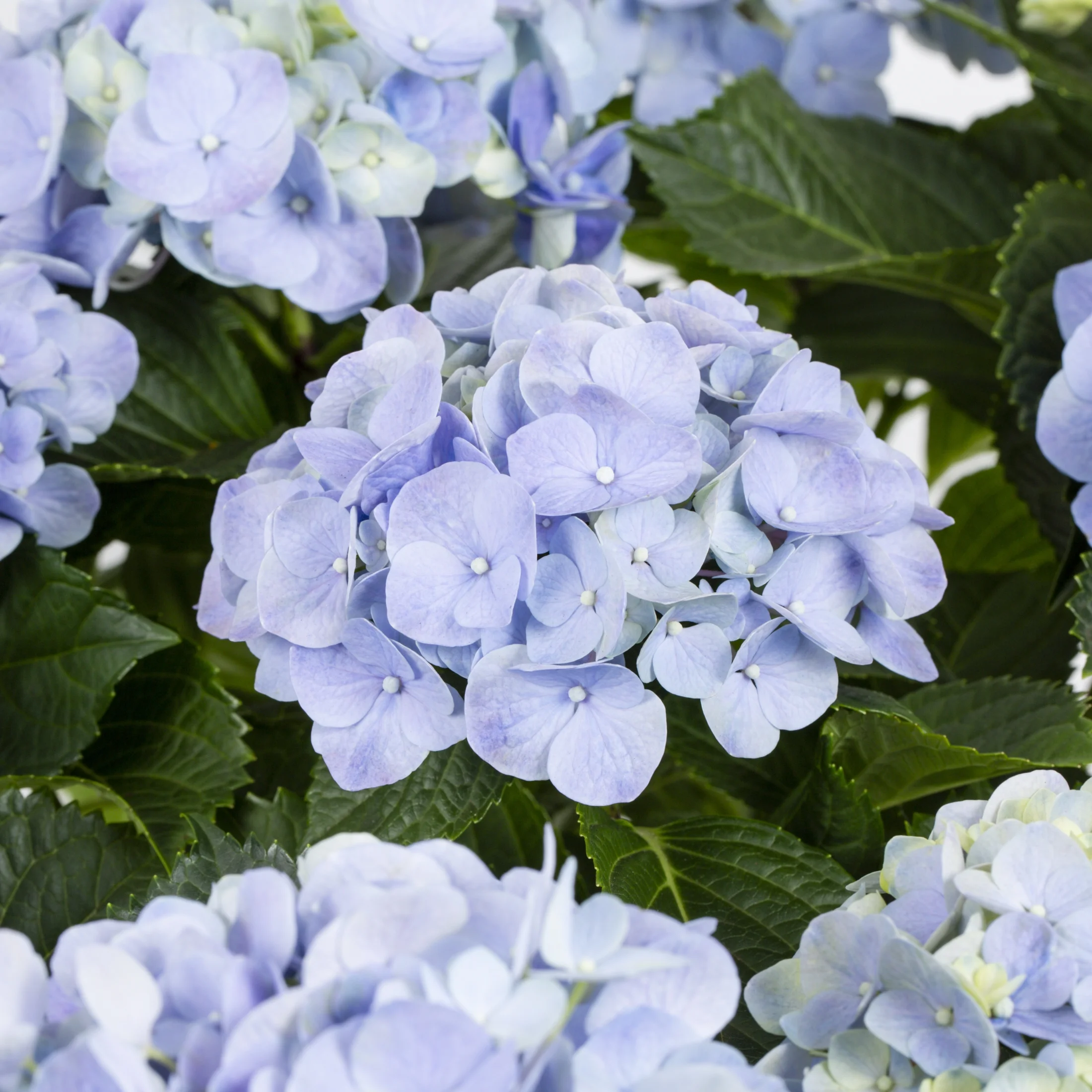 Expert Gardener Hydrangea 1.25G Blue Flowering Shrub Live Plants