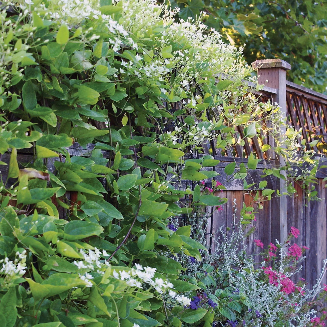 Van Zyverden Clematis Sweet Autumn 4