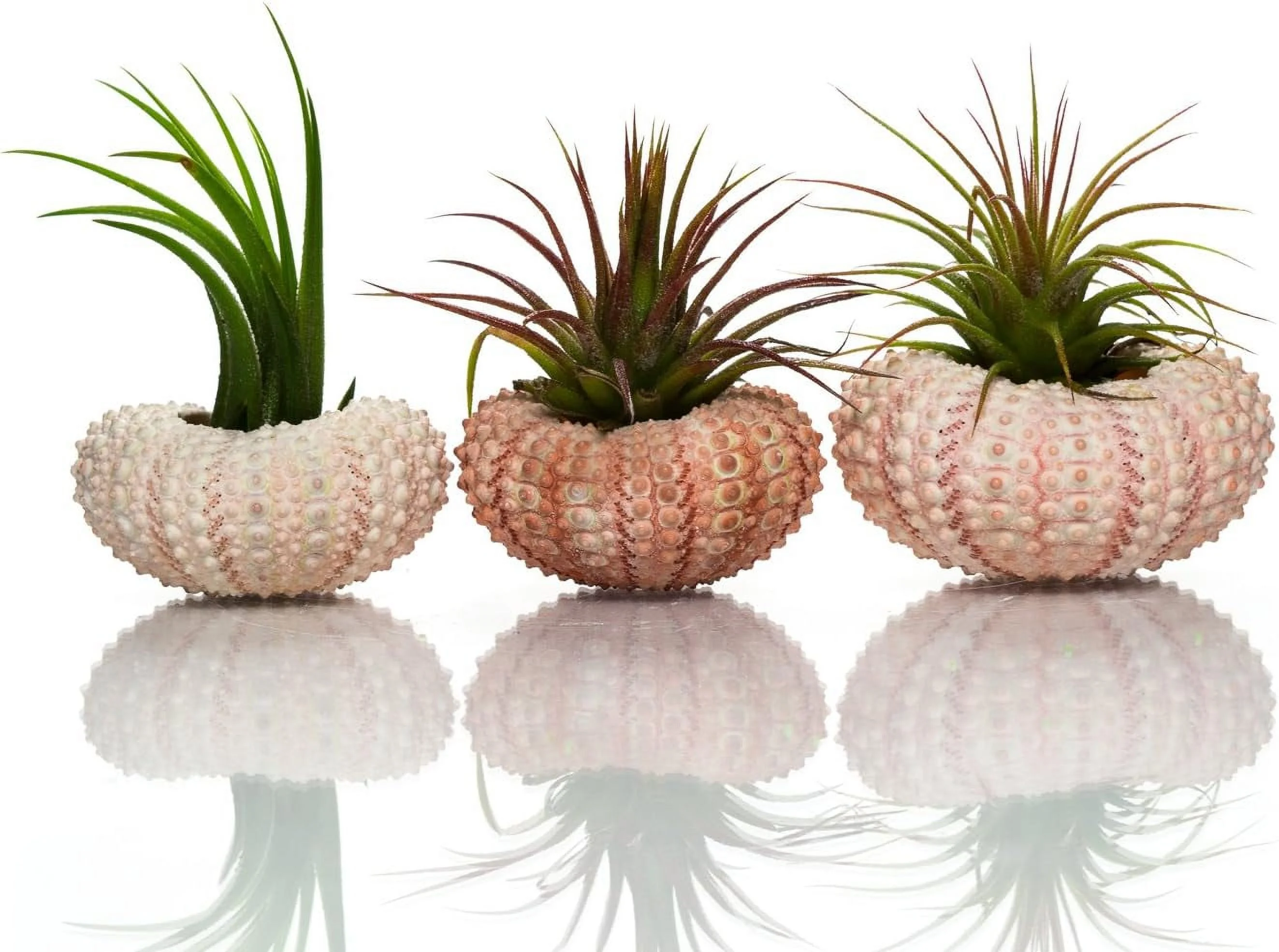 Sea Urchin Air Plant Kit | Sea Urchins And Tillandsia Gift Set | (3 Pack)