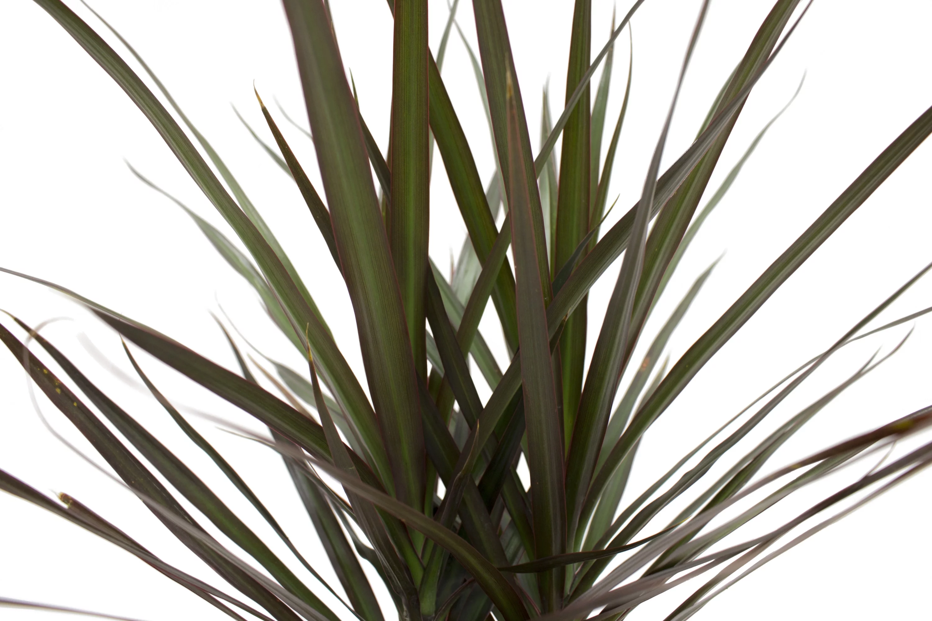 Live Indoor 14in. Tall Multi-color Madagascar Dragon Tree; Bright, Indirect Sunlight Plant in 6in. Grower Pot