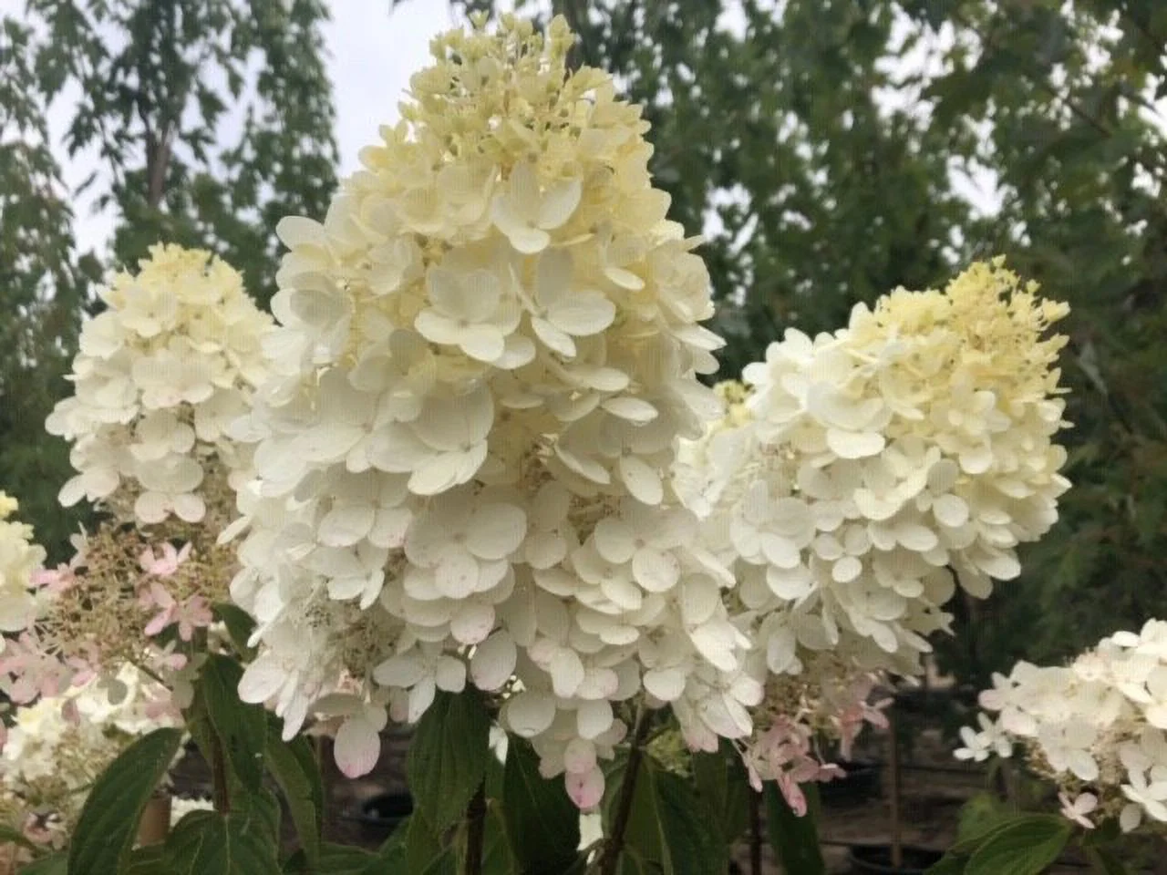 Expert Gardener 2.25 gal Hydrangea Sweet Summer Live Shrubs