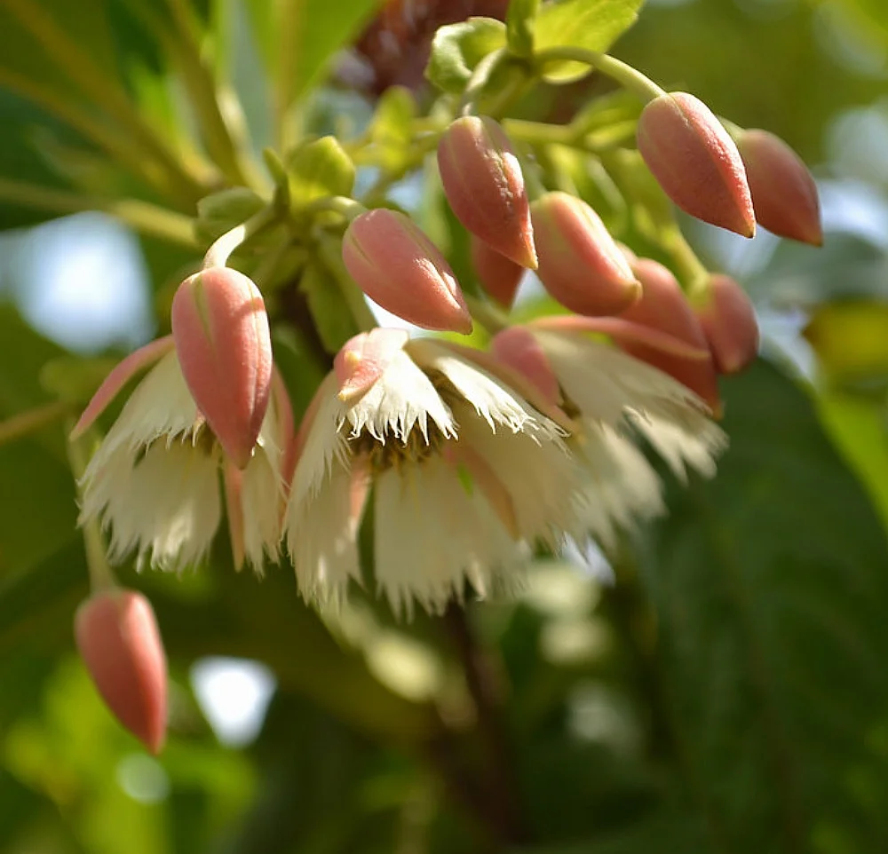 Lily of the Valley Dancing Fairy Tree - Elaeocarpus - Indoors/Out - 4
