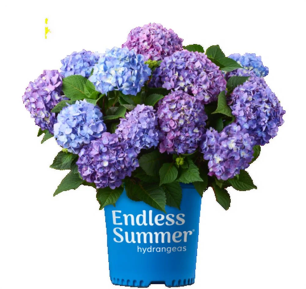 Endless Summer 1G Hydrangea Bloomstruck