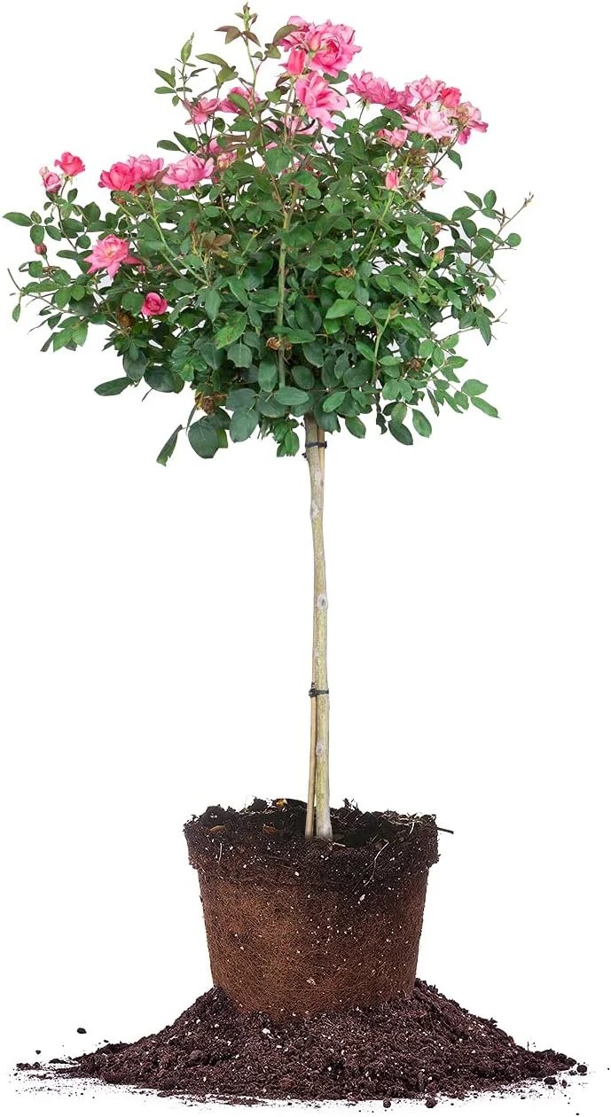 HYUN Double Pink Knock Out Rose Tree | Unique Topiary | Eye Catching Bright Pink Blooms