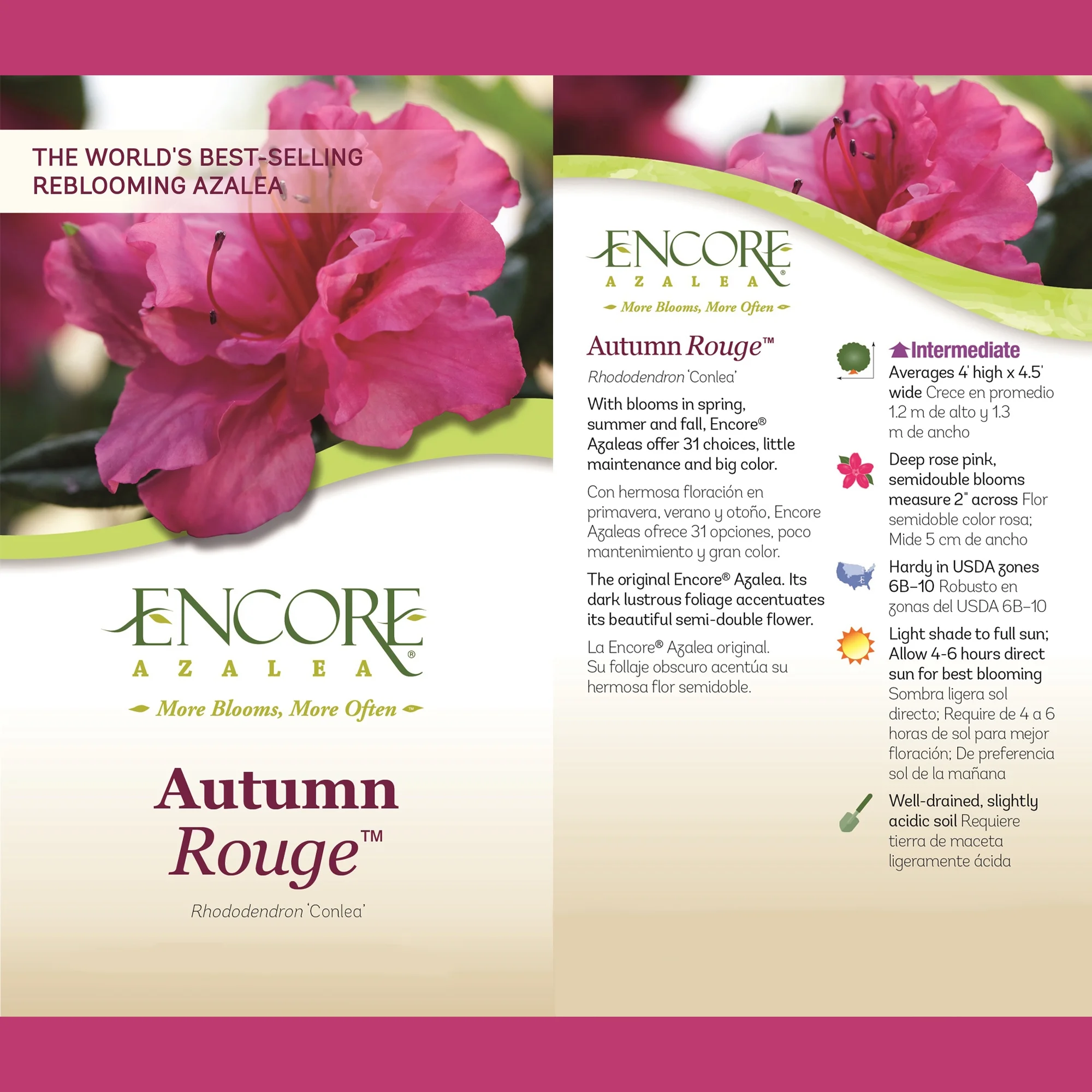 Encore Azalea Autumn Rouge Live Shrubs